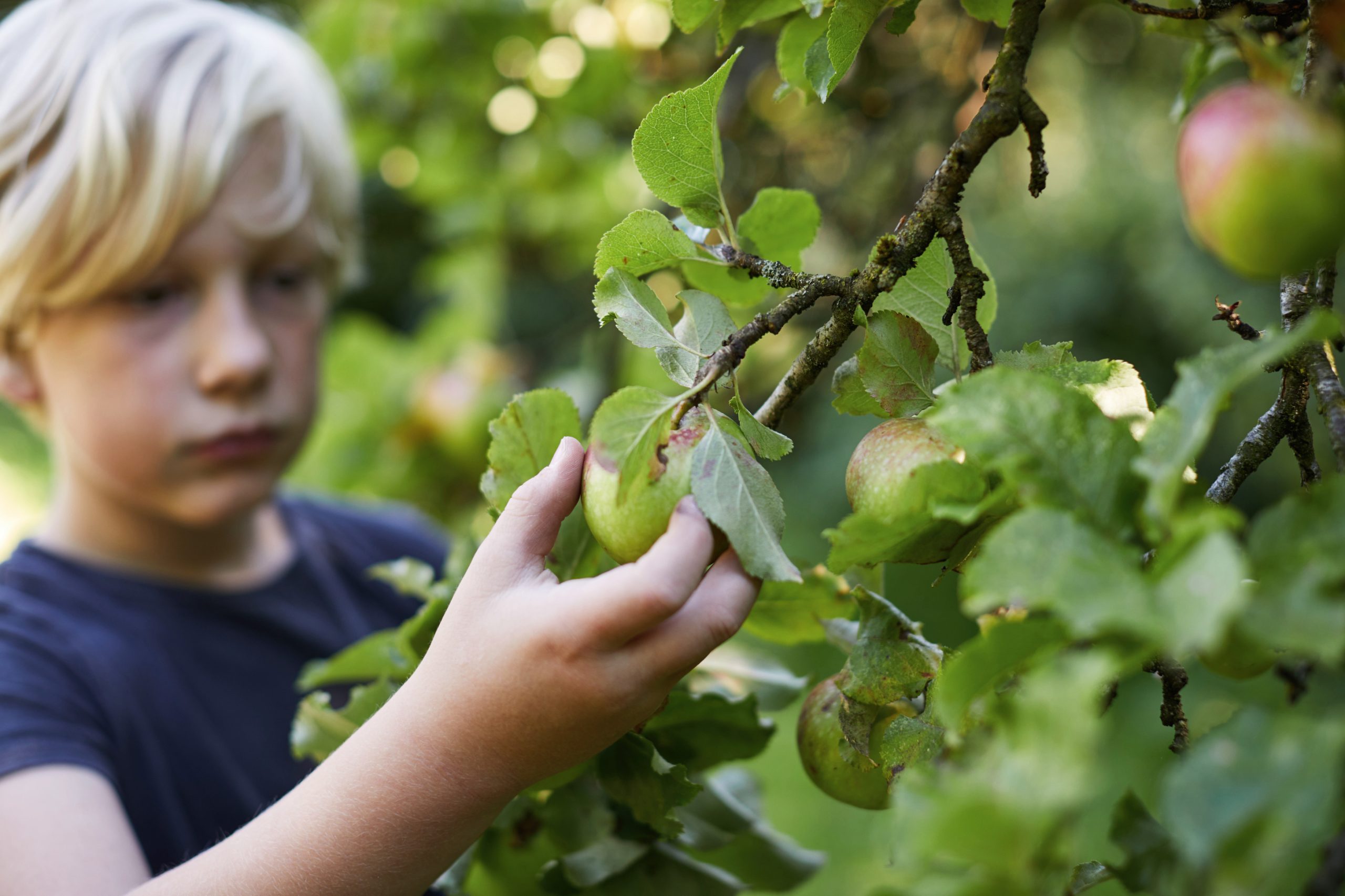Kind plukt fruit